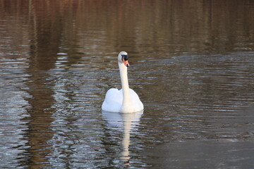 a swan on the lake from the front with reflection in the water
