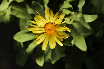 top view of a flower with yellow petals and orange centre