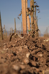 area de viñedo en el area de el estado de chihuahua en mexico 