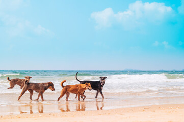 Dogs enjoy playing on sea beach,Stray dogs walking on the beach.