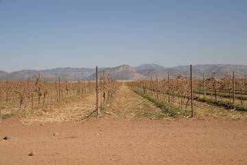 Fototapeta na wymiar area de viñedo en el area de el estado de chihuahua en mexico 