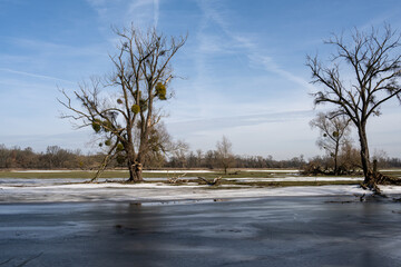 Elbaue Landschaft im Winter