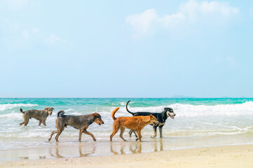 Dogs enjoy playing on sea beach,Stray dogs walking on the beach.