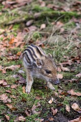 Curious, young Shoats playing in the forest