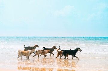 Dogs enjoy playing on sea beach,Stray dogs walking on the beach.