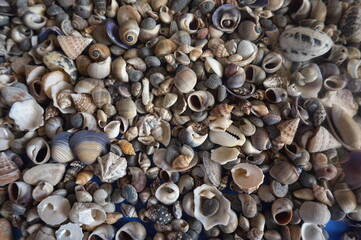 Multitude of Small Sea Shells