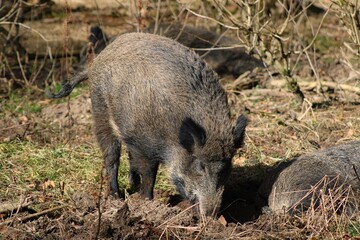 Wild Boars playing in the forest