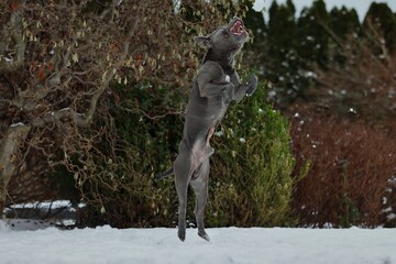 Funny Staffordshire Bull Terrier Jumps in the Winter Garden. Staff Bull Dog with Mouth Open in...