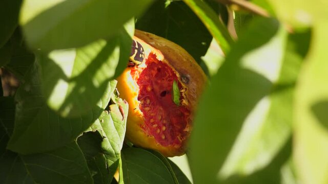 Insects eat open guava fruit still on tree - closeup