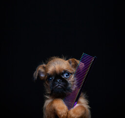 image of dog hairbrush dark background
