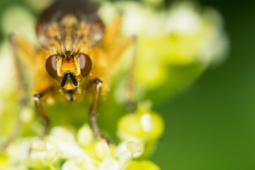 A macro head shot of a Hoverfly looking menacing.