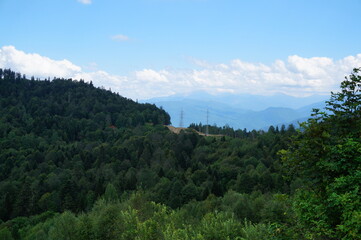 forest in the mountains