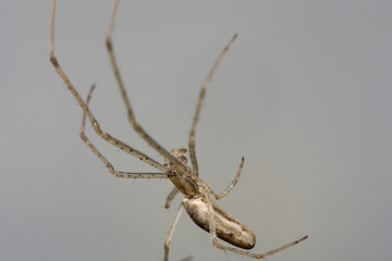 A Long Jawed Orb Weaver Spider, Tetragnatha.