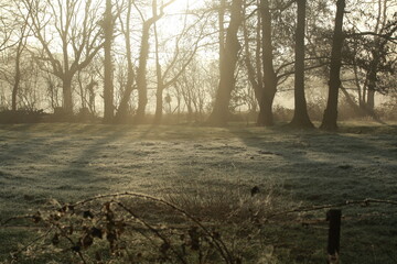 Sunrise on a frosty morning on a meadow surrounded by trees