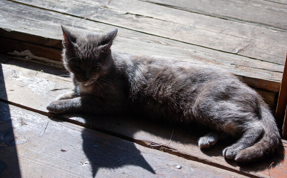 Portrait of grey cat basking in sunlight, lying on old porch and casting a shadow. Total relaxation on its muzzle. Countryside, summer. Close-up.