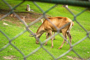 Protection of the IUCN Red List. Deer in the aviary are eating green grass. Animals in captivity