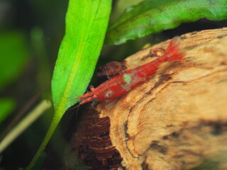 Saddled Red Rili Neocaridina