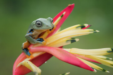 Frog perched on a flower petals	