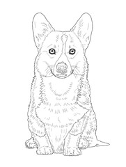 Pembroke Welsh Corgi Dog Line Art Illustration for Coloring