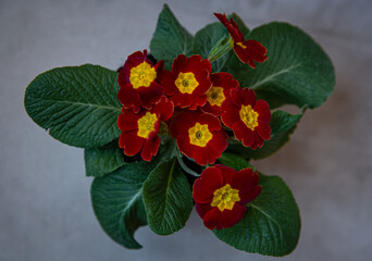 red flowers with yellow center and green leaves