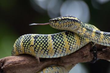 Pit viper on a tree branch