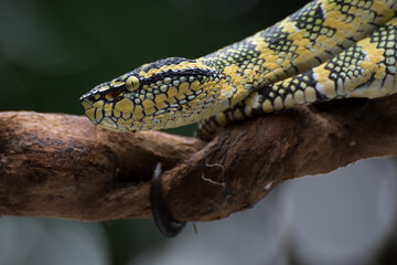 Pit viper on a tree branch
