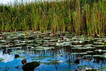 The Everglades are subtropical wetlands in the southern portion of the U.S. state of Florida,...