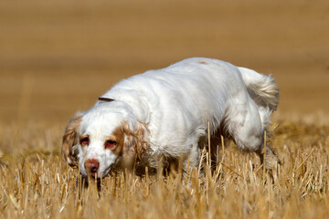 Working Clumber Spaniel in a corn field