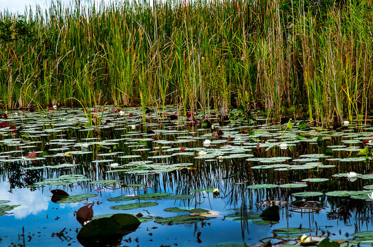 The Everglades are subtropical wetlands in the southern portion of the U.S. state of Florida, comprising the southern half of a large watershed. It is infested with alligators, pythons, and .airboats