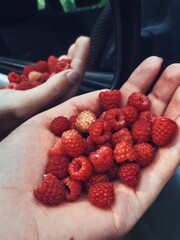 raspberries in hands