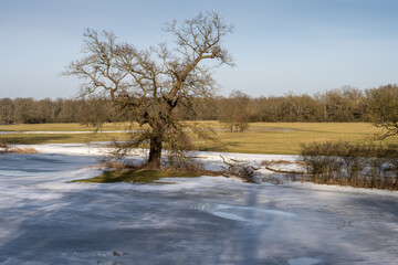 Elbaue Landschaft im Winter