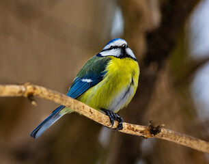 Fototapeta premium The tit is a beautiful and useful bird The tit lives in parks and gardens of settlements. 