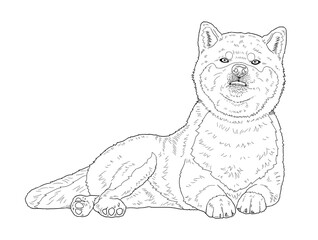 Shiba Inu Dog Line Art Illustration for Coloring