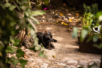 gato negro relajado © Haniel