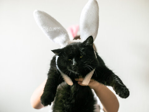 Cute funny black cat in bunny ears  on white background. Cat in suit for easter.