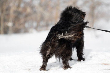 A black long-haired dog stands in the snow in winter on the street against the background of the forest with his back to the camera. The animal turned away from the camera. Small fluffy dog.
