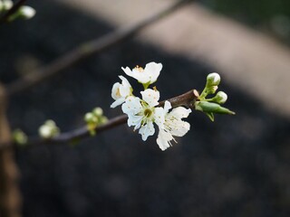 Flowers on a pluot tree in spring 