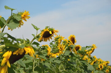 Sonnenblume, Sonnenblumen