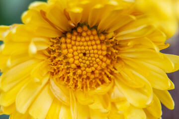 Bright yellow zinnia flower on macro photography