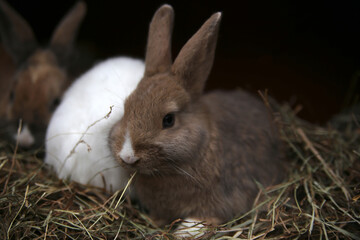 three bunnies eating and resting together 