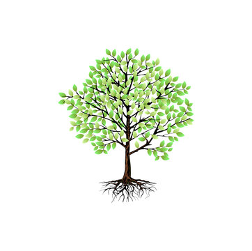 tree and roots vector image isolated on white
