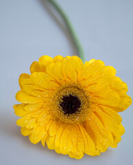 A single yellow gerber daisy