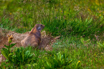 Alpine marmot on the meadow in Tyrol, Austria.