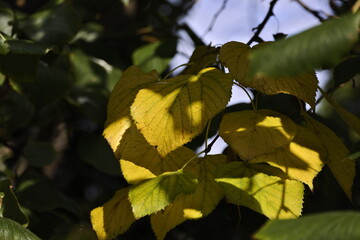 Obraz premium linden leaves change colours from green to yellow