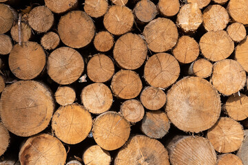 Waldsterben in Deutschland