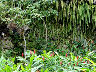 The Fern Grotto on the Island of Kauai , Hawaii