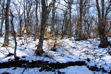 Fototapeta na wymiar Winter forest landscape and view with snow and sunlight