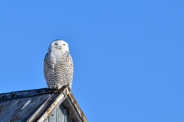 Snowy owl