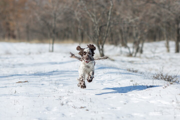 dog english springer spaniel