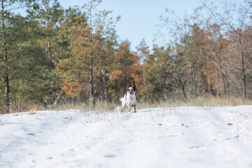 dog english springer spaniel